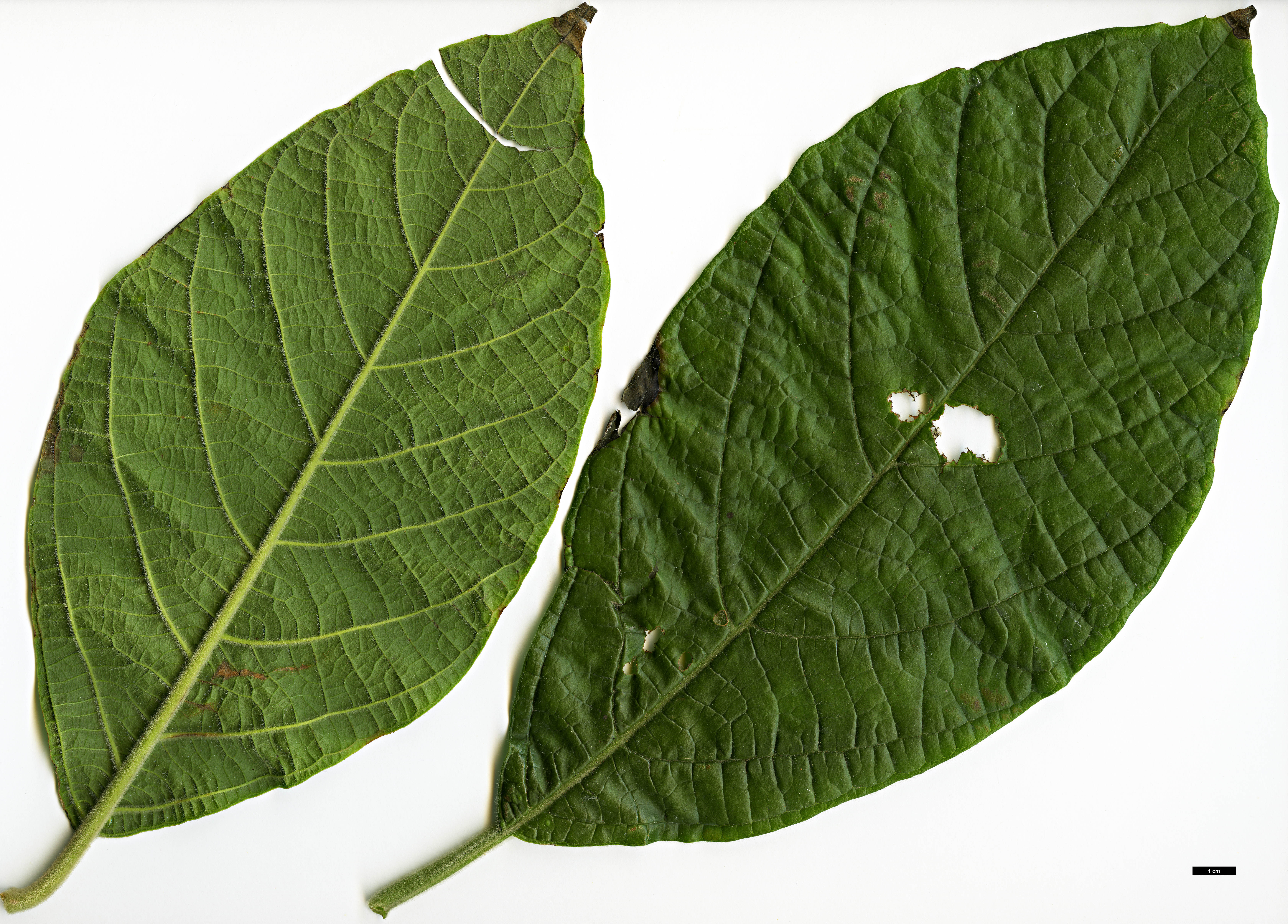 High resolution image: Family: Adoxaceae - Genus: Viburnum - Taxon: sambucinum - SpeciesSub: var. tomentosum